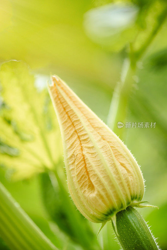 菜园里的蔬菜。开花的西葫芦/西葫芦。